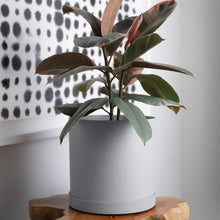Load image into Gallery viewer, Planter, 10in, Mathers with Saucer, Cement