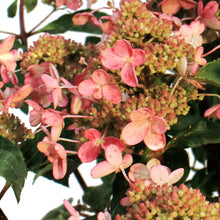 Load image into Gallery viewer, Hydrangea, 2 gal, Lavalamp Torch™