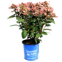 Load image into Gallery viewer, Hydrangea, 2 gal, Lavalamp Torch™