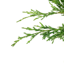 Load image into Gallery viewer, Juniper, 5 gal, Youngstown