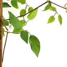 Load image into Gallery viewer, Clematis, 1 gal, Allanah