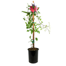 Load image into Gallery viewer, Clematis, 1 gal, Allanah