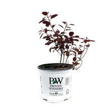 Load image into Gallery viewer, Smokebush, 8in, Winecraft Black®