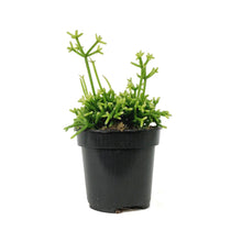 Load image into Gallery viewer, Cactus, 4in, Rhipsalis Cereuscula