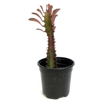 Load image into Gallery viewer, Cactus, 4in, Euphorbia African Milk Tree, Red