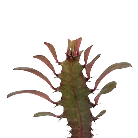 Cactus, 4in, Euphorbia African Milk Tree, Red