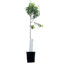 Load image into Gallery viewer, Apple, 5 gal, Prairie Magic