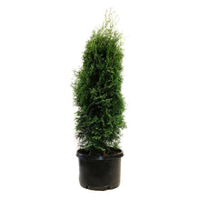 Load image into Gallery viewer, Cedar, 10 gal, Skybound