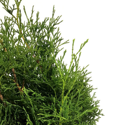 Cedar, 10 gal, Skybound