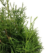 Load image into Gallery viewer, Cedar, 10 gal, Skybound