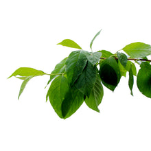 Load image into Gallery viewer, Cherry, 5 gal, Amur, Klondike®