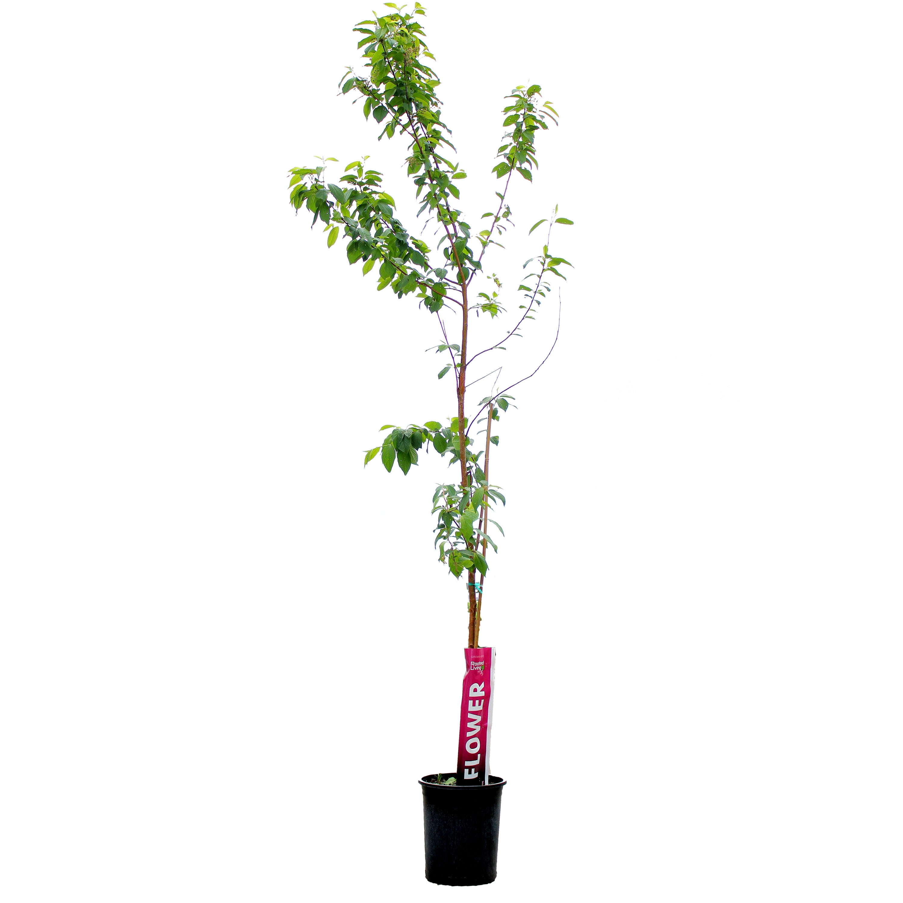 Cherry, 5 gal, Amur, Klondike® – Floral Acres Greenhouse