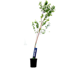 Load image into Gallery viewer, Cherry, 5 gal, Amur, Ming