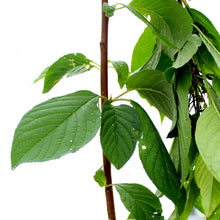 Load image into Gallery viewer, Cherry, 5 gal, Amur, Ming