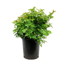 Load image into Gallery viewer, Cranberry, 2 gal, Dwarf European