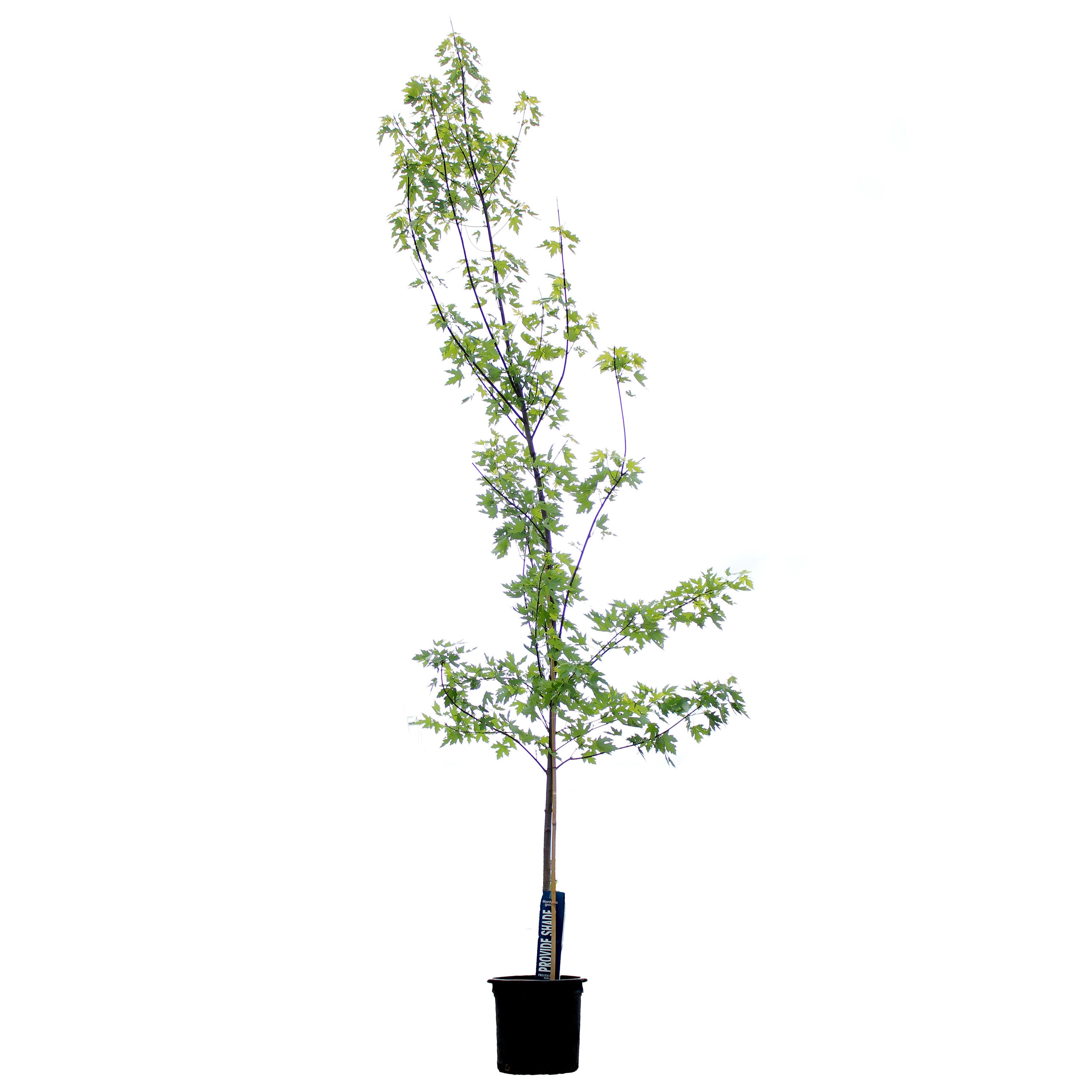 Ficus Moclame: Ficus microcarpa - 17 inch pot - 6-7 foot