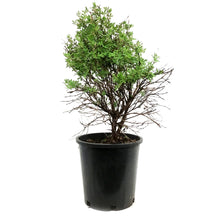 Load image into Gallery viewer, Potentilla, 2 gal, Abbotswood