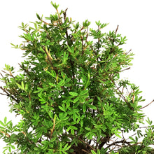 Load image into Gallery viewer, Potentilla, 2 gal, Abbotswood