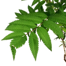 Load image into Gallery viewer, Spirea, 2 gal, Ash Leaf False Spirea