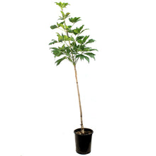 Load image into Gallery viewer, Ohio Buckeye, 5 gal