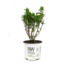 Load image into Gallery viewer, Hydrangea, 8in, Quick Fire Fab®