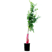 Load image into Gallery viewer, Plum, 5 gal, Bounty