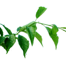 Load image into Gallery viewer, Plum, 5 gal, Bounty