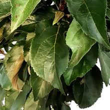 Load image into Gallery viewer, Crabapple, 5 gal, Flowering, Emerald Spire®