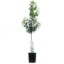 Load image into Gallery viewer, Apple, 5 gal, Zestar!®