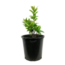 Load image into Gallery viewer, Azalea, 2 gal, Mandarin Lights