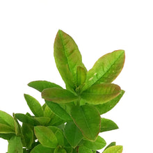 Load image into Gallery viewer, Azalea, 2 gal, Mandarin Lights