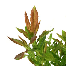 Load image into Gallery viewer, Azalea, 2 gal, Rosy Lights