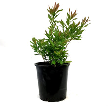 Load image into Gallery viewer, Azalea, 2 gal, Rosy Lights