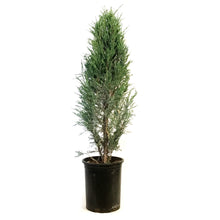 Load image into Gallery viewer, Juniper, 5 gal, Blue Haven