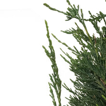 Load image into Gallery viewer, Juniper, 5 gal, Blue Haven