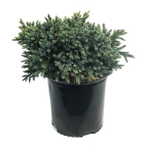 Load image into Gallery viewer, Juniper, 2 gal, Blue Star