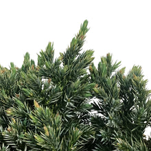 Load image into Gallery viewer, Juniper, 2 gal, Blue Star