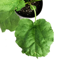 Load image into Gallery viewer, Rhubarb, 1 gal, McDonalds Red