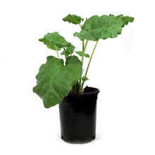 Load image into Gallery viewer, Rhubarb, 1 gal, McDonalds Red