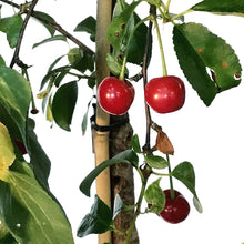 Load image into Gallery viewer, Cherry, 10 gal, Romeo Tree Form