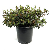 Load image into Gallery viewer, Rhododendron, 2 gal, Ramapo