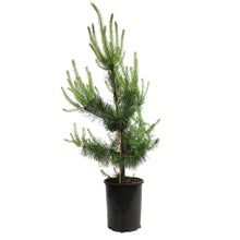 Load image into Gallery viewer, Pine, 5 gal, Scotch