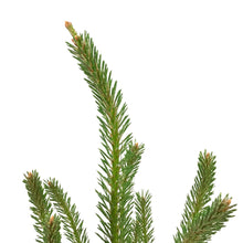 Load image into Gallery viewer, Pine, 5 gal, Scotch