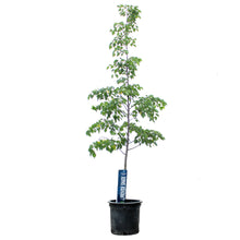 Load image into Gallery viewer, Linden, 10 gal, Greenspire®