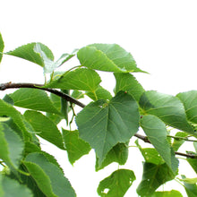 Load image into Gallery viewer, Linden, 10 gal, Greenspire®