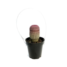 Load image into Gallery viewer, Cactus, 9cm, Echinocereus Rainbow Hedgehog