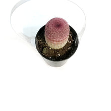 Load image into Gallery viewer, Cactus, 9cm, Echinocereus Rainbow Hedgehog