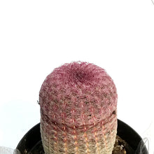 Load image into Gallery viewer, Cactus, 9cm, Echinocereus Rainbow Hedgehog