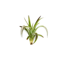 Load image into Gallery viewer, Tillandsia Harissi, 5-6"