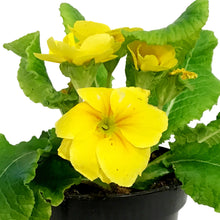 Load image into Gallery viewer, Primula Acaulis, 4in, Assorted Colours